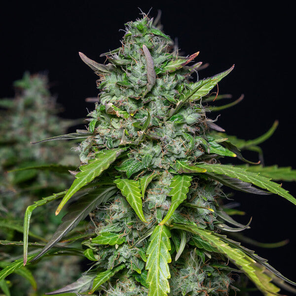 ROYAL QUEEN SEEDS - ROYAL GORILLA AUTO