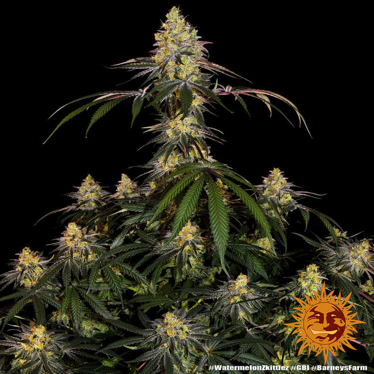 BARNEY'S FARM - WATERMELON ZKITTLEZ AUTO