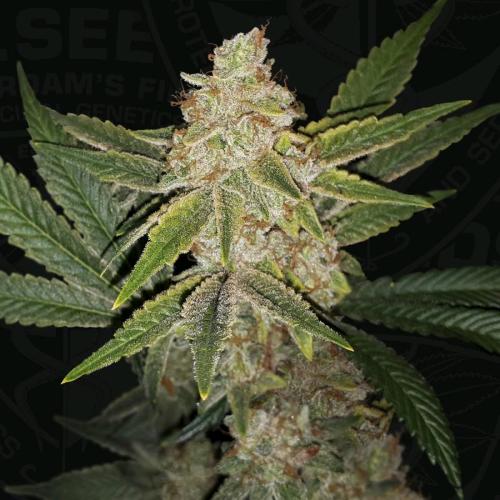 TH SEEDS - HAZANANA FEM - 2 SEMI