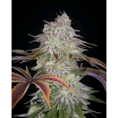 GREEN HOUSE - ALIENZ FEM - 3 SEMI