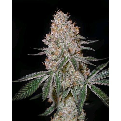 GREEN HOUSE - HIGHCLOUDZ FEM - 5 SEMI
