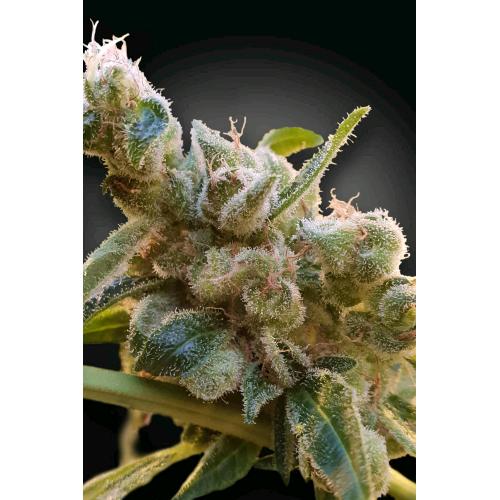 PARADISE SEEDS - CBDRELAX FEM - 5 SEMI