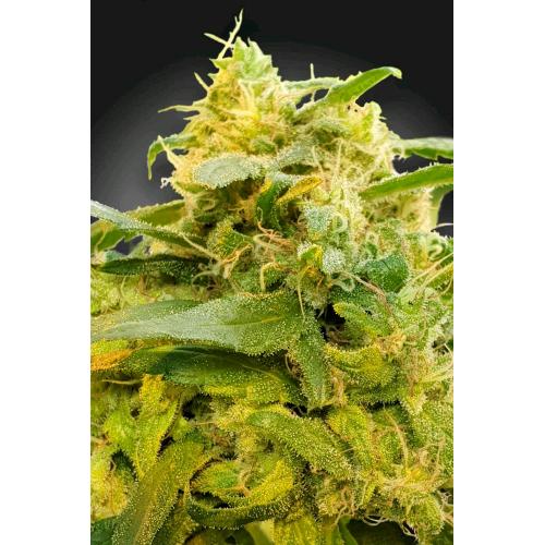 PARADISE SEEDS - CBDIVINE FEM- 5 SEMI
