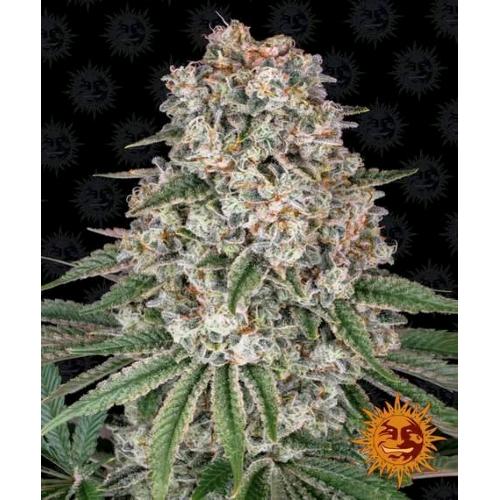 BARNEY'S FARM - TROPICANNA BANANA FEM - 10 SEMI