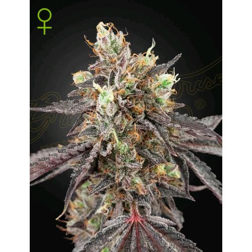 GREEN HOUSE - GELATO #41 X GELATO #41 AUTO - 3 SEMI