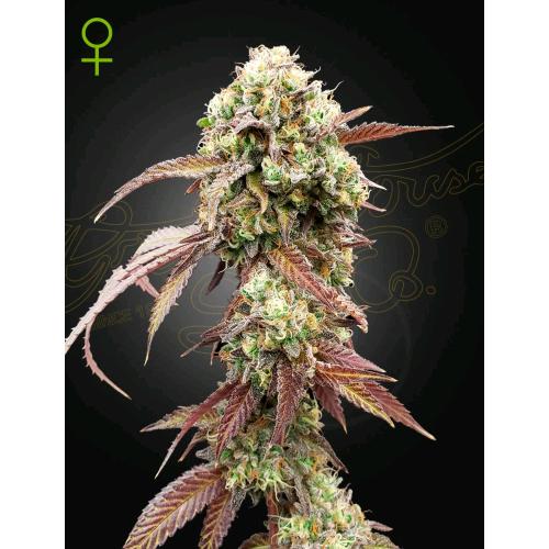 GREEN HOUSE - WEST COAST OG X GELATO #41 AUTO - 3 SEMI