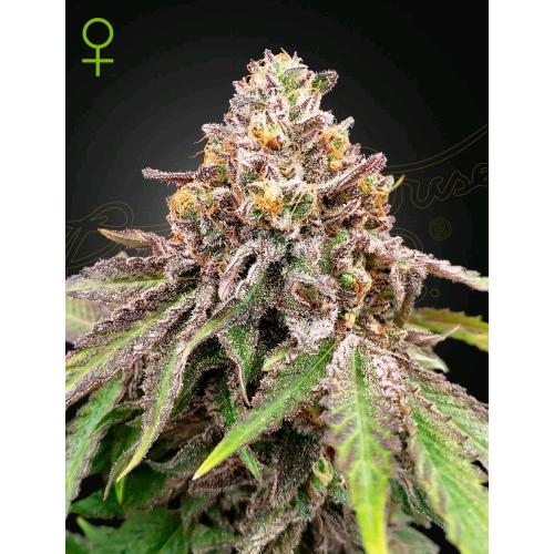 GREEN HOUSE - BLUE HAZE X GELATO #41 AUTO - 1 SEME