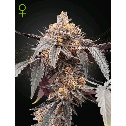 GREEN HOUSE - GUAVA X GELATO #41 AUTO - 10 SEMI
