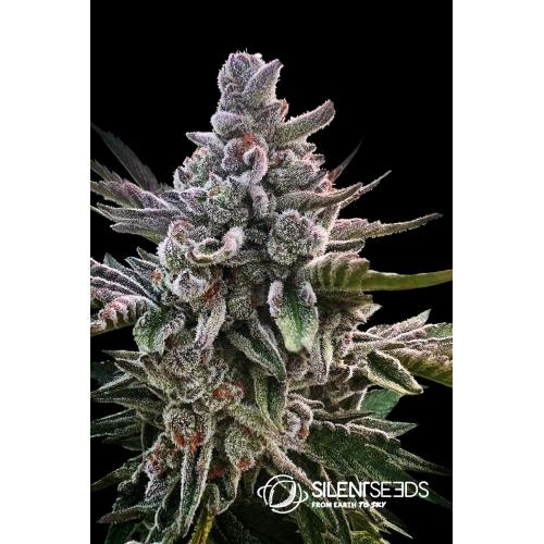 SILENT SEEDS - ACAI JELLY FEM- 3 SEMI