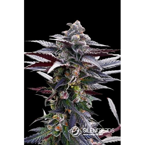 SILENT SEEDS - PINK SUNSET FEM - 10 SEMI