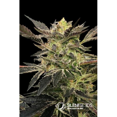 SILENT SEEDS - PINK SUNSET AUTO - 3 SEMI