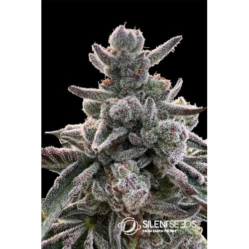 SILENT SEEDS - POLAR GELATO FEM - 10 SEMI