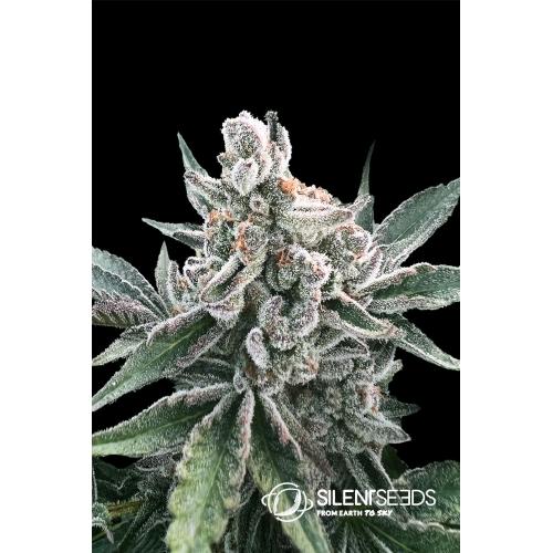 SILENT SEEDS - POLAR GELATO AUTO - 10 SEMI