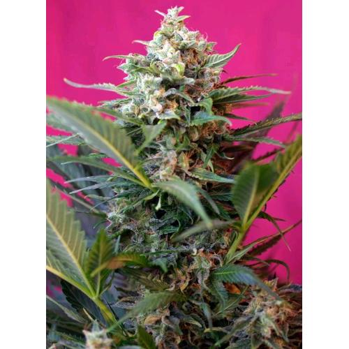 SWEET SEEDS - BIG DEVIL XL AUTO - 5+2 SEMI