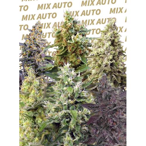 SWEET SEEDS - SWEET MIX AUTO - 10 SEMI