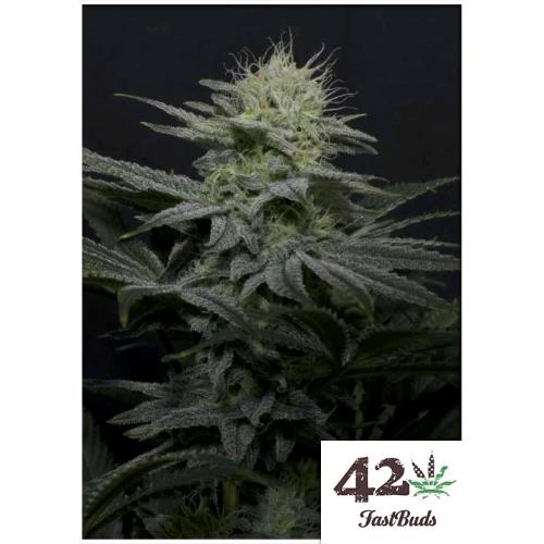 FAST BUDS - GG4 SHERBET FF FEM - 5 SEMI