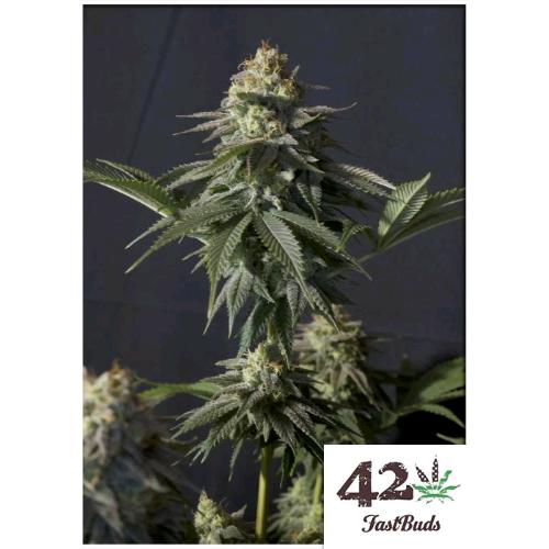 FAST BUDS - ORANGE SHERBET FF FEM - 3 SEMI