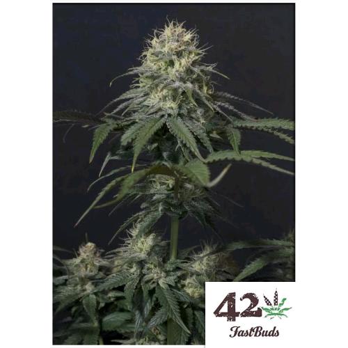 FAST BUDS - TROPICANA COOKIES FF FEM - 5 SEMI