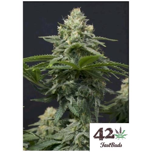 NEW - FAST BUDS - ZTRAWBERRIEZ AUTO - 10 SEMI