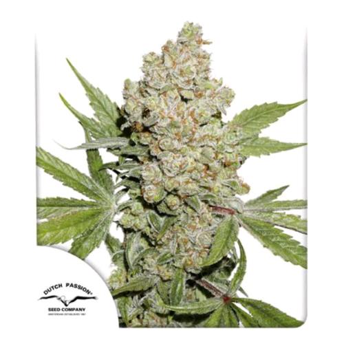 DUTCH PASSION - LEMON KIX AUTO - 100 SEMI
