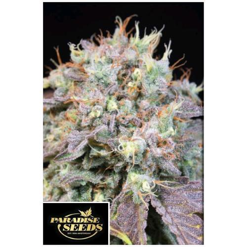PARADISE SEEDS - CARAMBA FEM - 3 SEMI