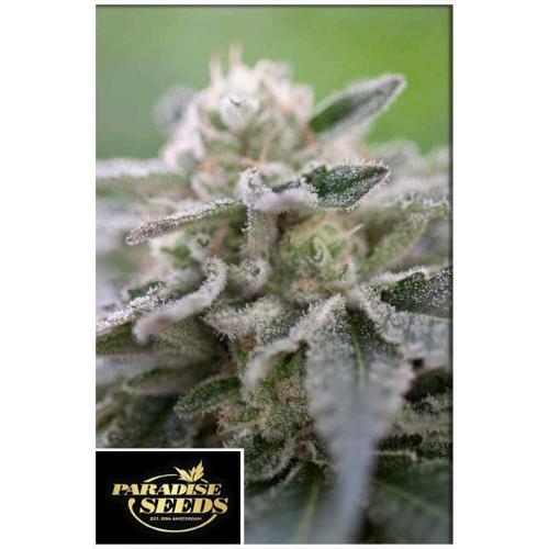 PARADISE SEEDS - GULUPA FEM - 3 SEMI