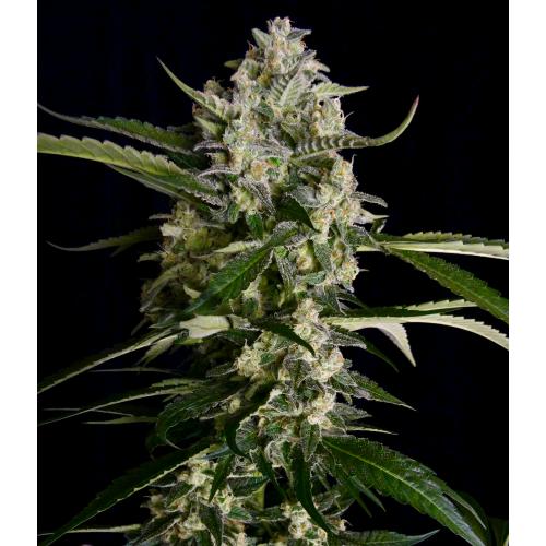 SERIOUS SEEDS - SERIOSA FEM - 6 SEMI