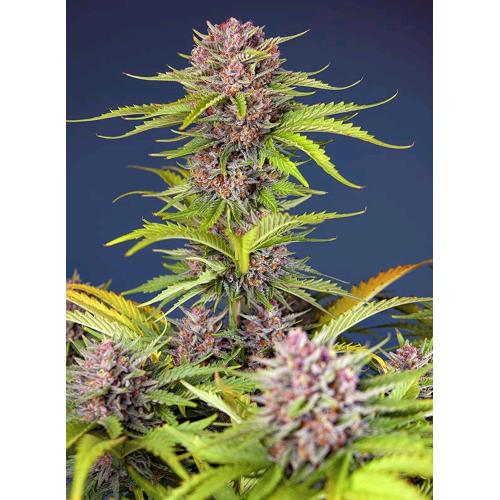 SWEET SEEDS - MIMOSA BRUCE BANNER XL AUTO - 5+2 SEMI
