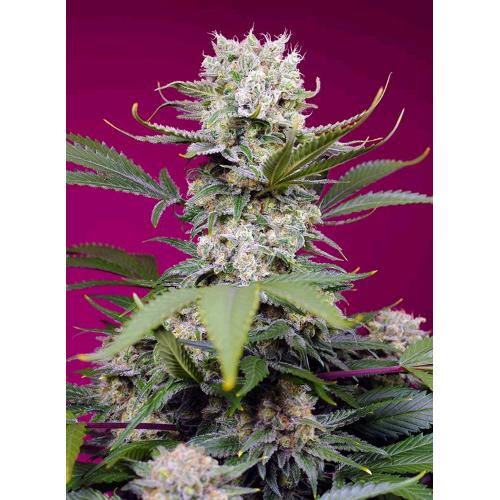 SWEET SEEDS - SWEET MANDARINE ZKITTLEZ XL AUTO - 100 SEMI