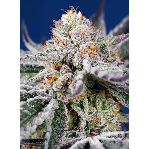 SWEET SEEDS - ORANGE APRICOT GLUE XL AUTO - 3+1 SEMI
