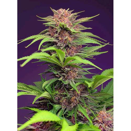 SWEET SEEDS - RED MIMOSA XL AUTO - 5+2 SEMI