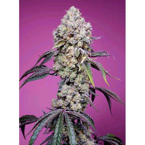 SWEET SEEDS - SWEET MANDARINE ZKITTLEZ FEM - F1 FAST VERSION - 5+2 SEMI