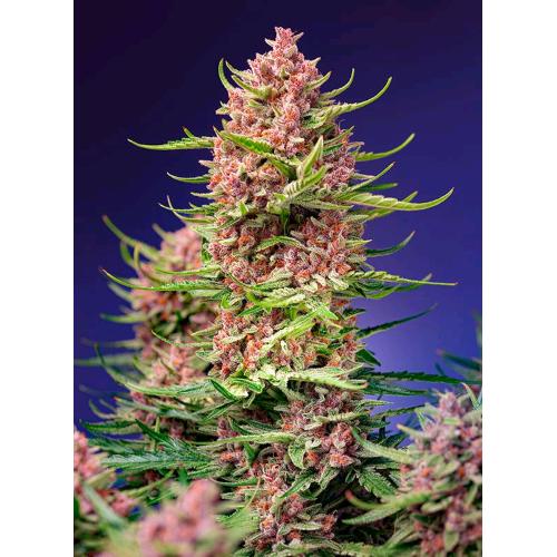 SWEET SEEDS - STRAWBERRY COLA SHERBET FEM - F1 FAST VERSION - 3+1 SEMI