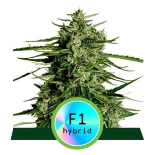 ROYAL QUEEN SEEDS - F1 HYBRIDS - TITAN F1 AUTO - 1 SEED