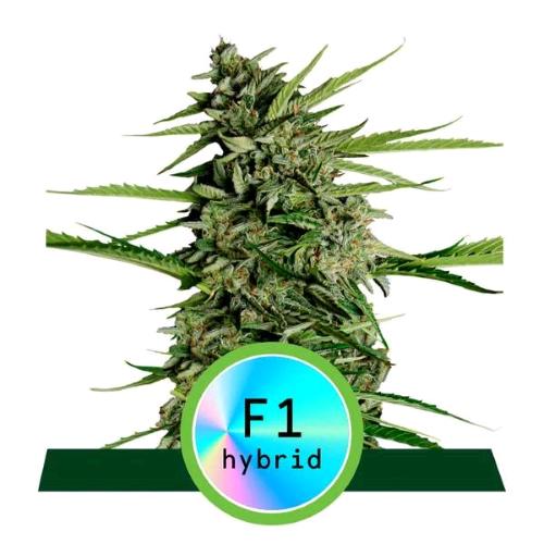 ROYAL QUEEN SEEDS - F1 HYBRIDS - ORION F1 AUTO - 3 SEEDS
