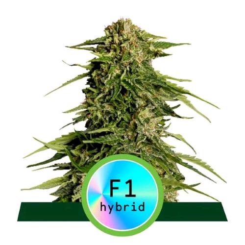 ROYAL QUEEN SEEDS - F1 HYBRIDS - EPSILON F1 AUTO - 10 SEEDS