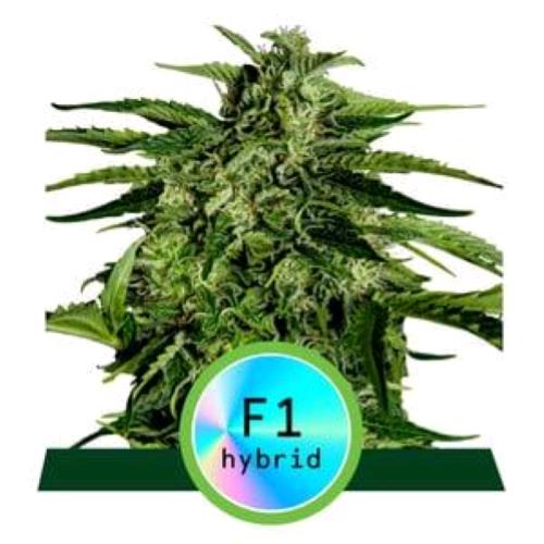 ROYAL QUEEN SEEDS - F1 HYBRIDS - APOLLO F1 AUTO - 5 SEEDS