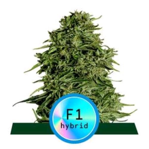 ROYAL QUEEN SEEDS - F1 HYBRIDS - COSMOS CBD F1 AUTO - 10 SEEDS