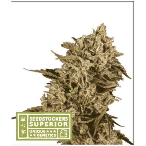 SEED STOCKERS - APOLLO BLACK CHERRY FEM - 5 SEMI