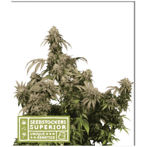 SEED STOCKERS - MANDARIN PANTIES FEM - 5 SEMI