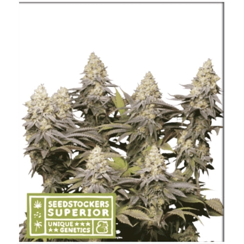 SEED STOCKERS - PANTY PUNCH FEM - 5 SEMI