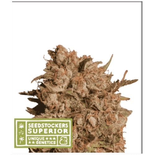 SEED STOCKERS - APOLLO BLACK CHERRY AUTO - 5 SEMI