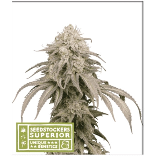 SEED STOCKERS - MANDARIN PANTIES AUTO - 3 SEMI