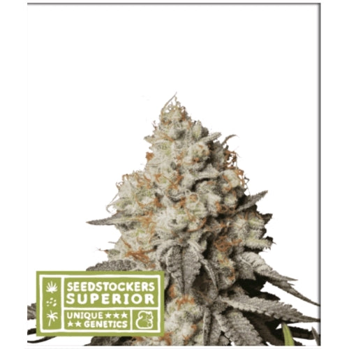 SEED STOCKERS - PANTY PUNCH AUTO - 3 SEMI