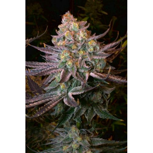 SERIOUS SEEDS - SERIOTICA FEM - 6 SEMI