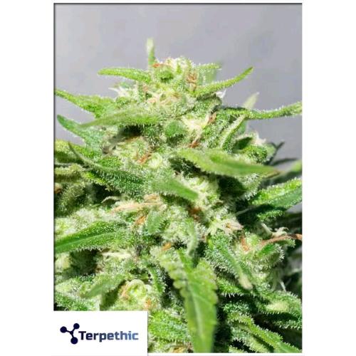 TERPETHIC - BASKET FRUIT XL AUTO - 3 SEMI