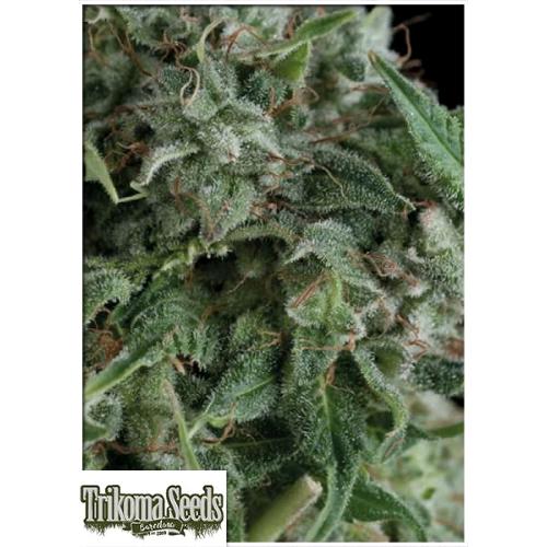 TRIKOMA SEEDS - AK 74 FEM - 5 SEMI