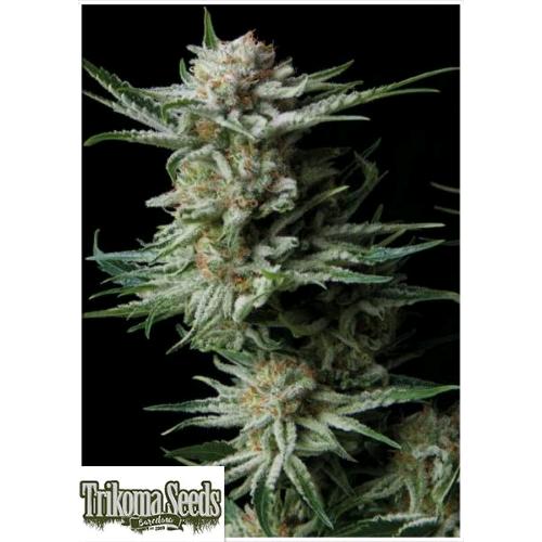 TRIKOMA SEEDS - PATAGONIA AUTO - 5 SEMI