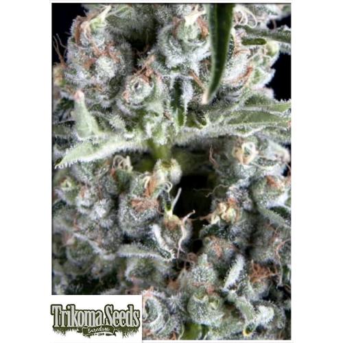 TRIKOMA SEEDS - BOCA NEGRA FEM - 5 SEMI