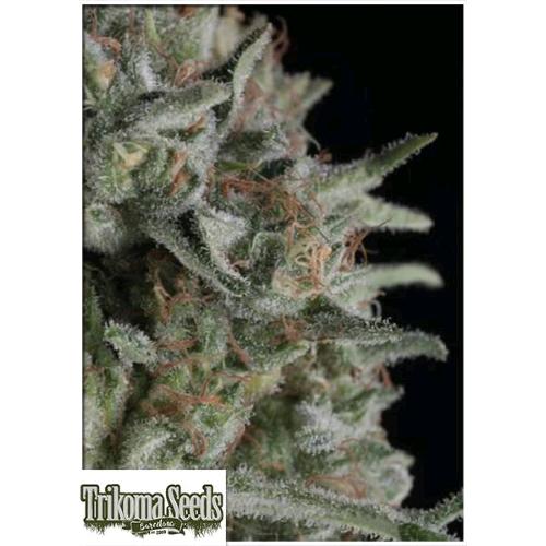 TRIKOMA SEEDS - CRITICAL PLUS FEM - 100 SEMI